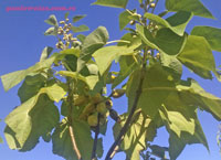 Capullos de flor de paulownia y frutos, simutáneamente en el árbol.