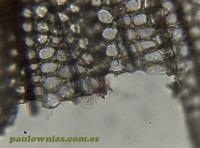 Células de semilla de paulownia