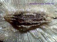 Semilla de paulownia vista al microscopio.
